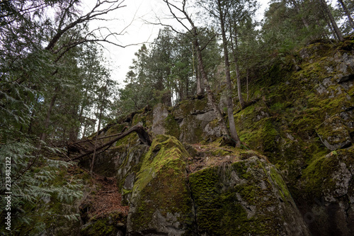 forest rock