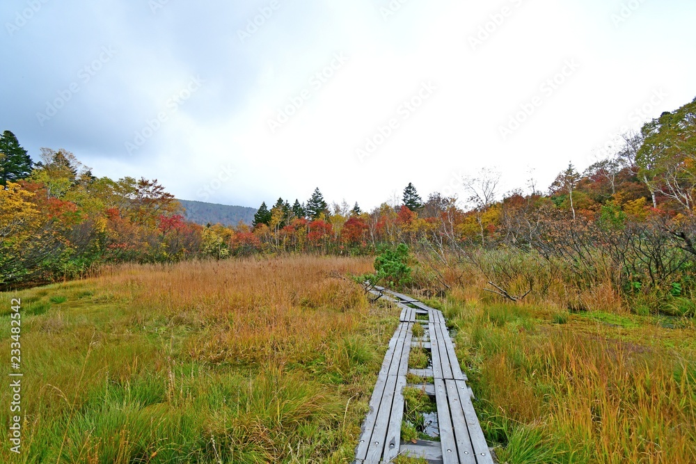 八甲田山 酸ヶ湯 湿原の秋情景