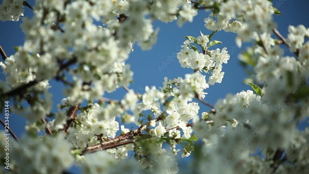 blooblooming plum tree with white flowers on a sunny day blooblooming plum tree with white flowers on a sunny day