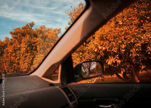 Oranges Through Car Window photo