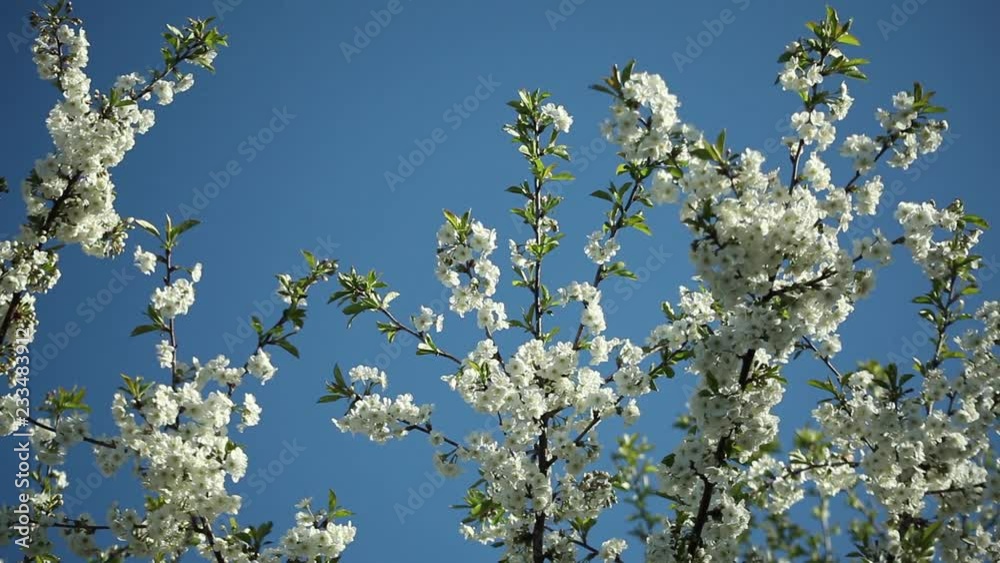 blooblooming plum tree with white flowers on a sunny day