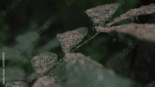 nature broll! This shot of a leaf is great for a cinematic look photo