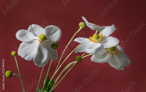 Elegant bouquet of white Japanese anemone flowers isolated on red background