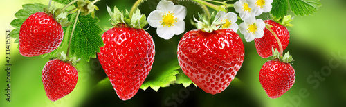 plant strawberry witch red fresh berries