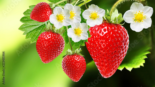 tasty garden strawberries on  dark green nature background