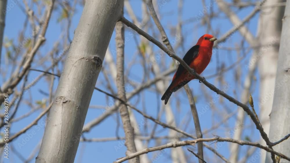 Scarlet Tanager (Piranga olivacea) bird. Don Valley. Toronto, Ontario, Canada. Perched on branch and then flies away. Shallow depth of field - shot with 400mm lens. Scarlet Tanager (Piranga olivacea) bird. Don Valley. Toronto, Ontario, Canada. Perched on branch and then flies away. Shallow depth of field - shot with 400mm lens.