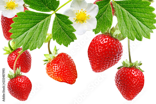 fresh red strawberries garden plant