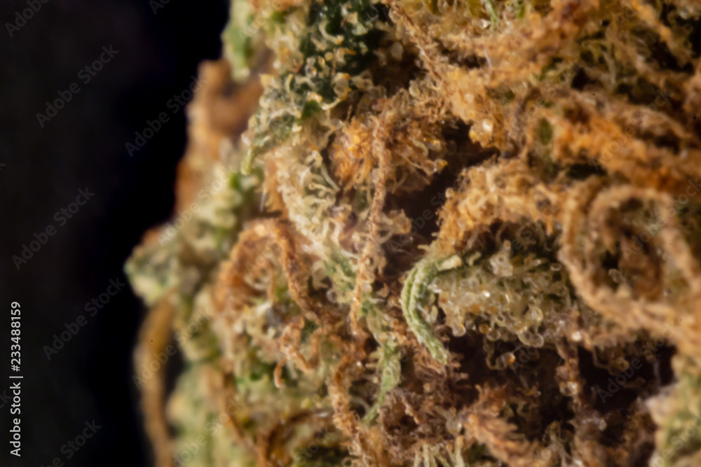 An extreme close up of the side of a marijuana bud using a macro tube.