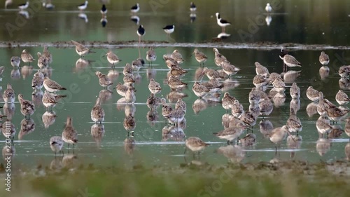 Bar tailed godwit flock feeding in New Zealand estuary pond during migration photo