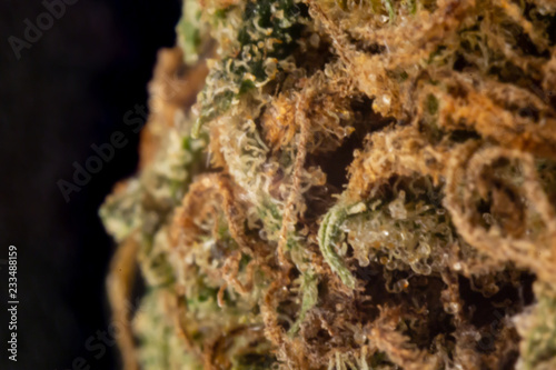 Obraz na płótnie An extreme close up of the side of a marijuana bud using a macro tube. w salonie