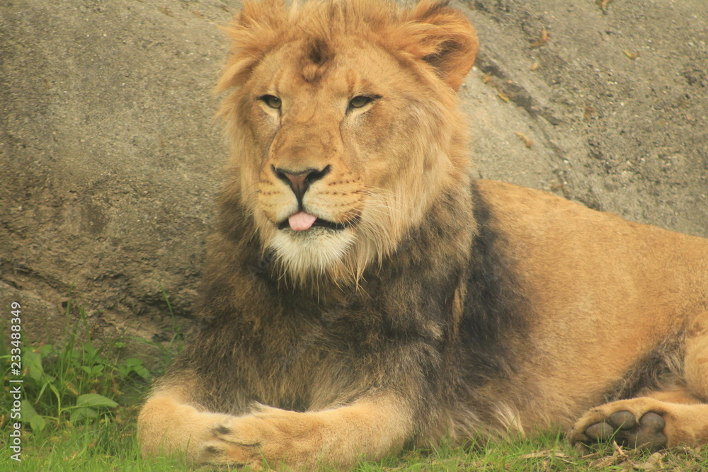 Fototapeta premium male lion