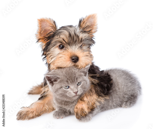 yorkshire terrier embracing little kitten. isolated on white background