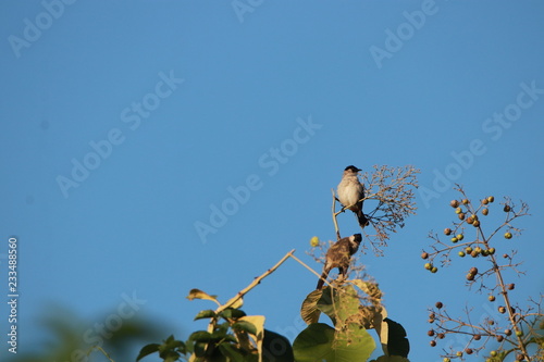 Sooty head Bulbul birds on tree and blue sky photo