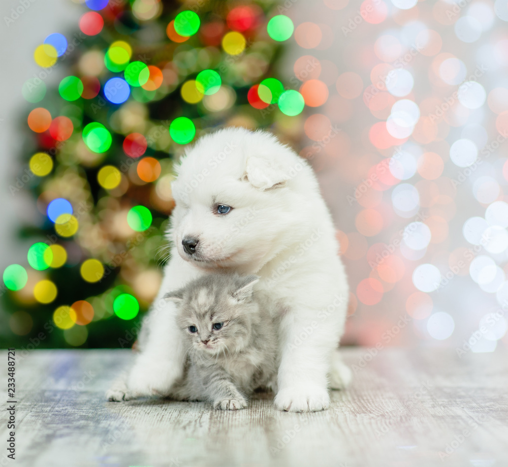 Samoyed puppy hugging a kitten on a background of the Christmas tree
