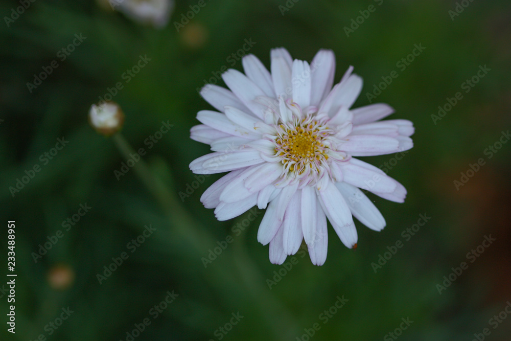 Fototapeta premium flower in the morning