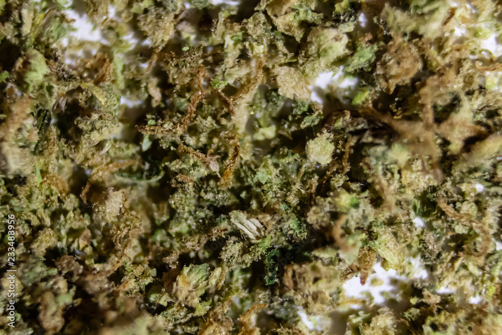 Ground marijuana spread out on a white background close up using a macro extension set