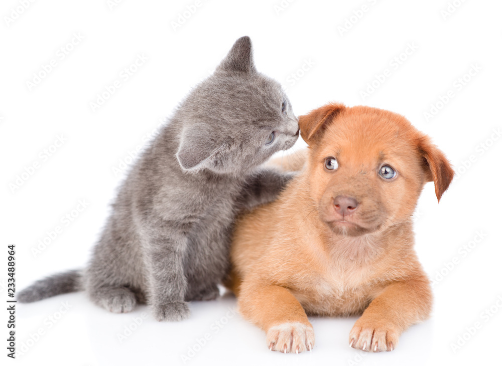 kitten sniffing mongrel puppy. isolated on white background kitten sniffing mongrel puppy. isolated on white background