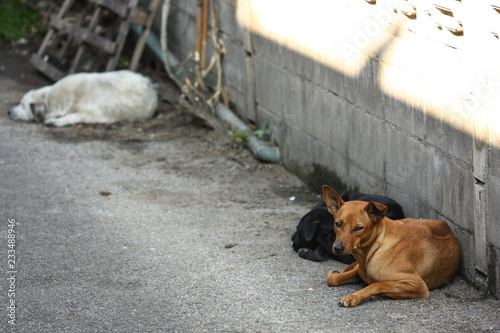 gold dog in the street