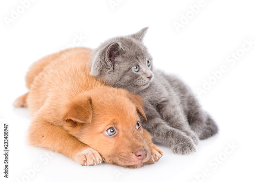 sad mongrel puppy and little kitten lying together. isolated on white background