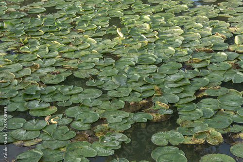 Swamp Lilly Pad