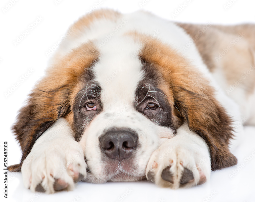 Sad St. Bernard puppy looking at camera. isolated on white background Sad St. Bernard puppy looking at camera. isolated on white background