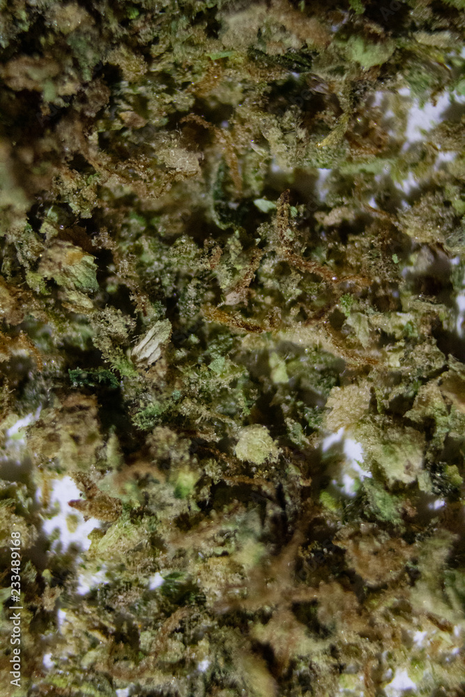 Ground marijuana spread out on a white background close up using a macro extension set
