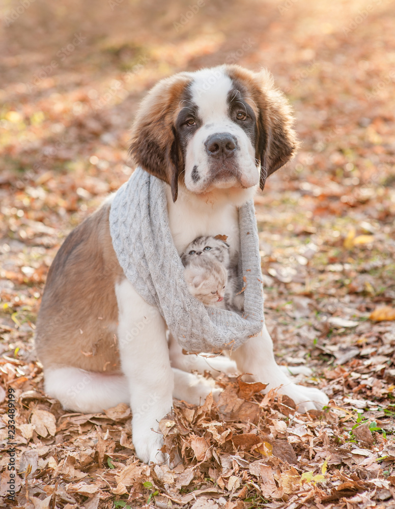 St. Bernard puppy warms kittens in a knitted scarf, walking through the autumn park