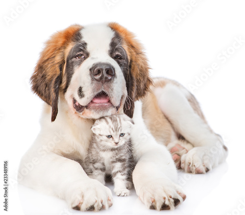 St. Bernard puppy hugging tabby kitten. isolated on white background