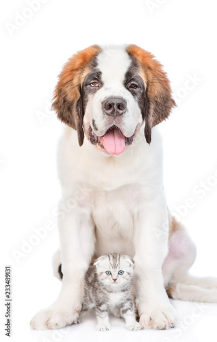 St. Bernard puppy sitting with a kitten. isolated on white background