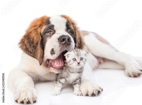 playful St. Bernard puppy hugging a kitten. isolated on white background