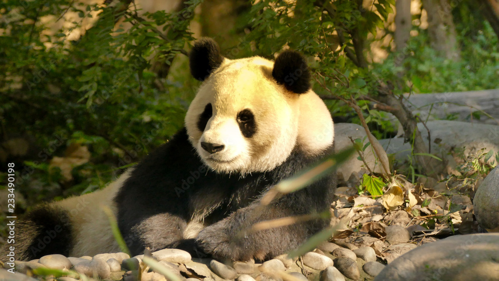 Obraz premium Sichuan