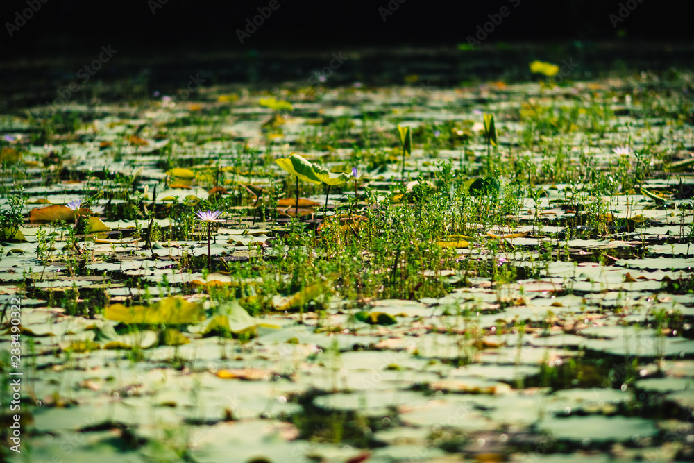 water lilies and floating leaves with beautiful bokeh in a pond.