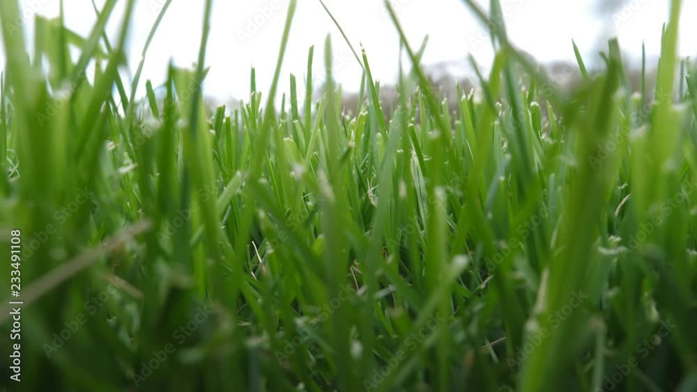 Forest lawn. Ground level view of grass with slight breeze. Sports field. Forest lawn. Ground level view of grass with slight breeze. Sports field.