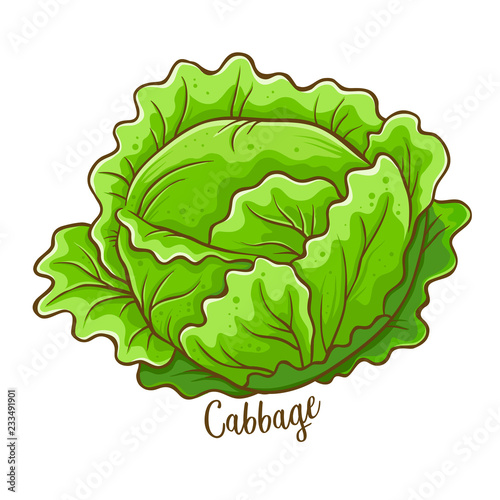Cabbage Vegetable Hand Drawing