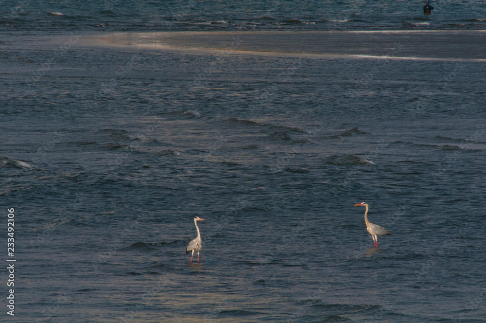 海に立つ２羽の白鷺