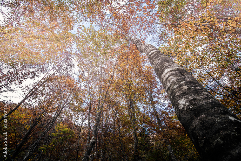 Fototapeta premium autumn fields