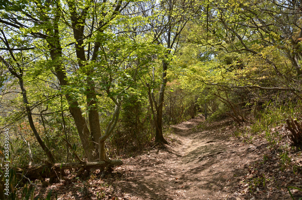 Naklejka premium 春の里山