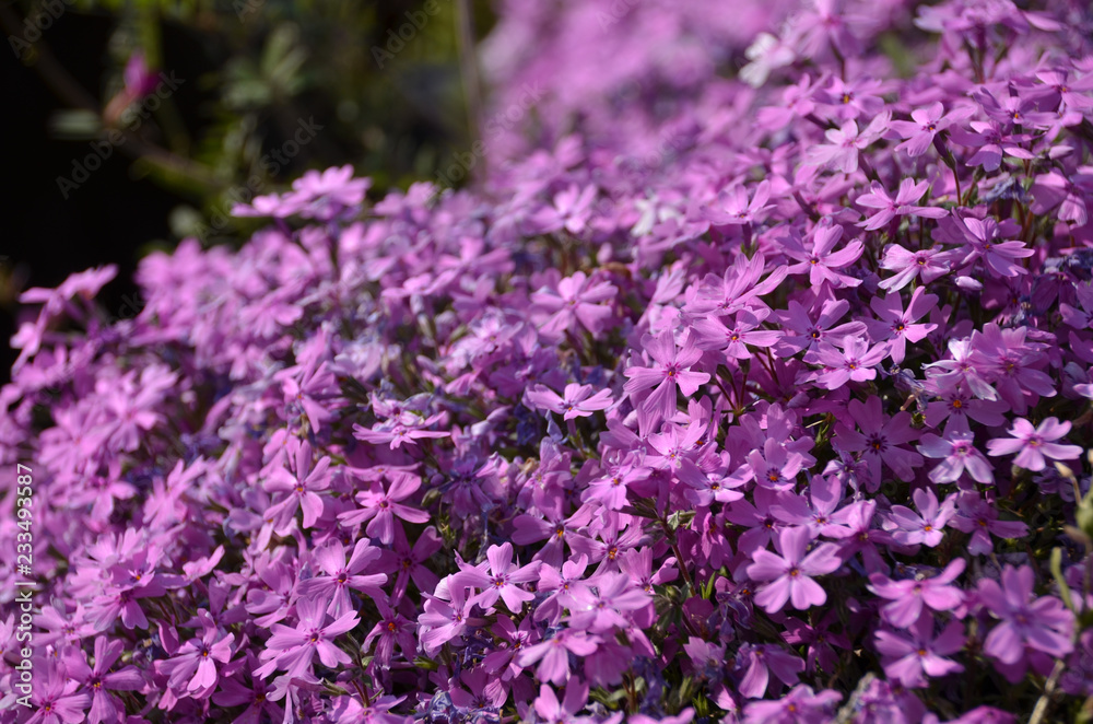 Obraz premium 芝桜
