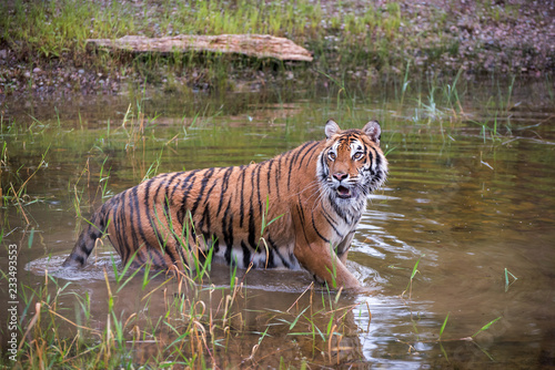 Amur Tiger Sriding through the Water with some Reflection