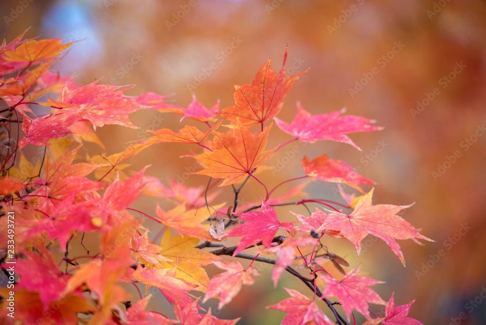 Maple leaves, autumn colors in Japan, Fall foliage season with blue sky and clear day. Maple leaves, autumn colors in Japan, Fall foliage season with blue sky and clear day.