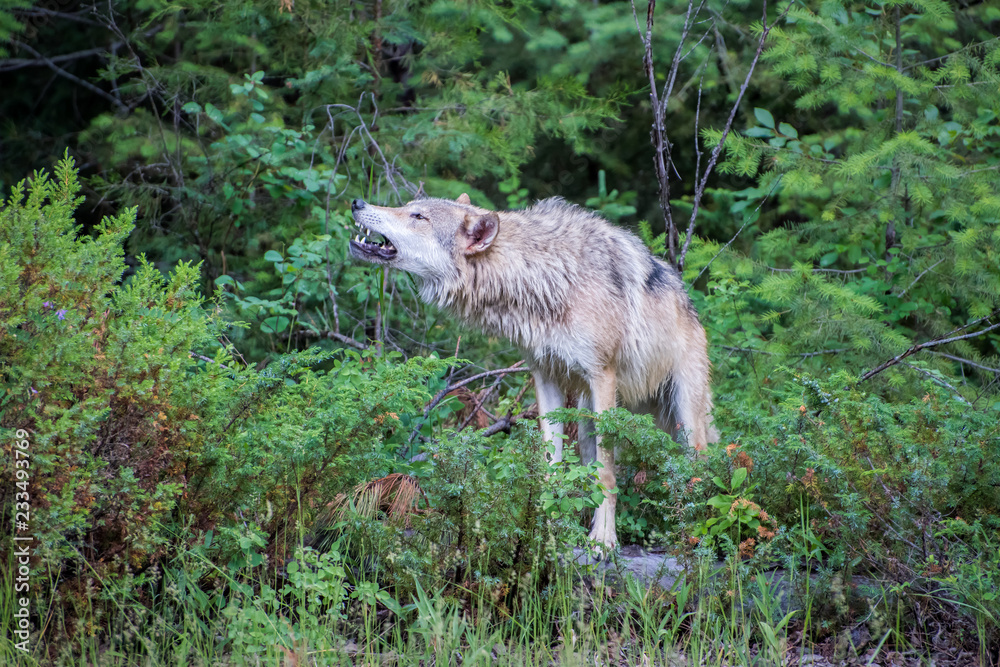 Tundra Wolf Howling at the Edge of the Forest Tundra Wolf Howling at the Edge of the Forest