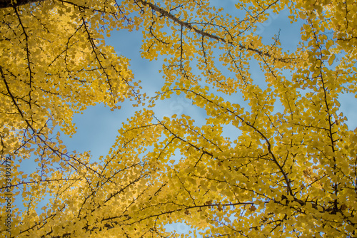 Best time autumn colours in Japan   Ginkgo leaves in Fall foliage season with blue sky and clear day.