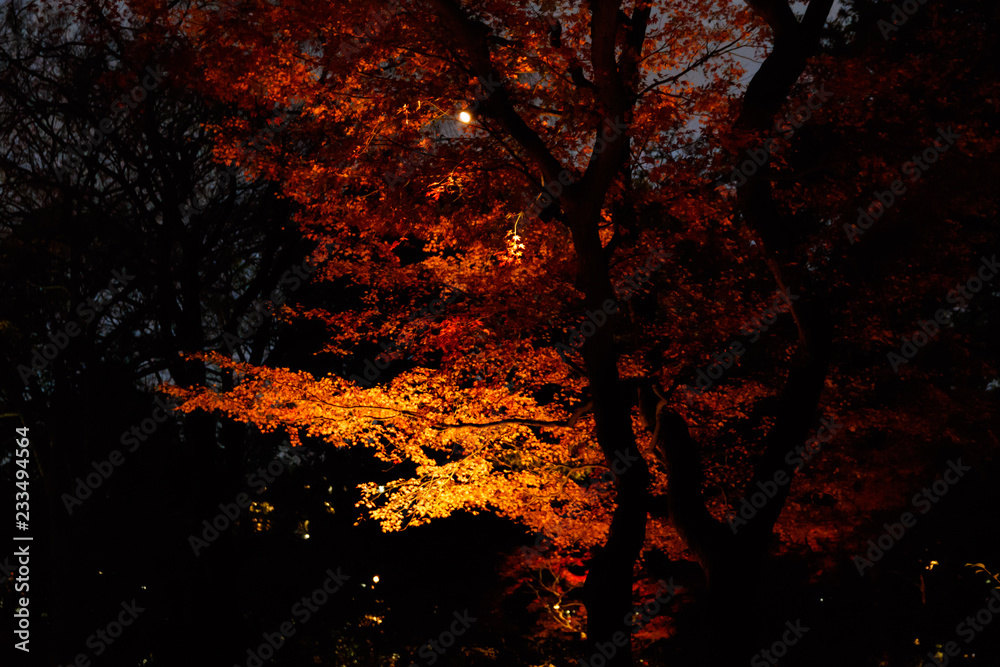 紅葉/ライトアップ