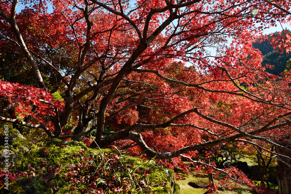渓石園の紅葉