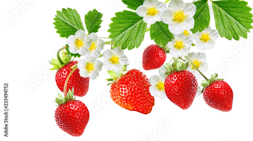 tasty berries strawberry on white