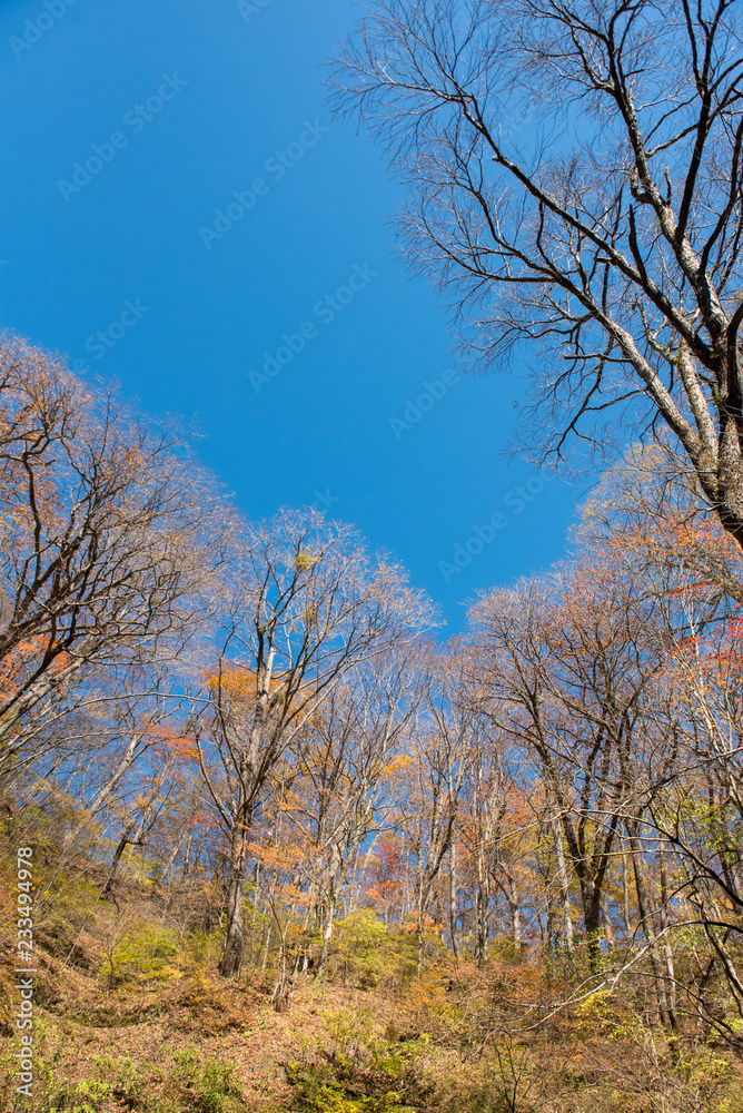 Best time autumn colors in Japan, Fall foliage season with blue sky and clear day. Best time autumn colors in Japan, Fall foliage season with blue sky and clear day.