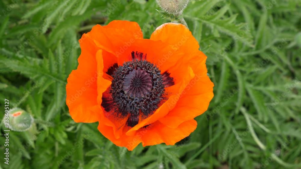 Orange poppy flower with green background. Purple center. Overhead shot. Orange poppy flower with green background. Purple center. Overhead shot.