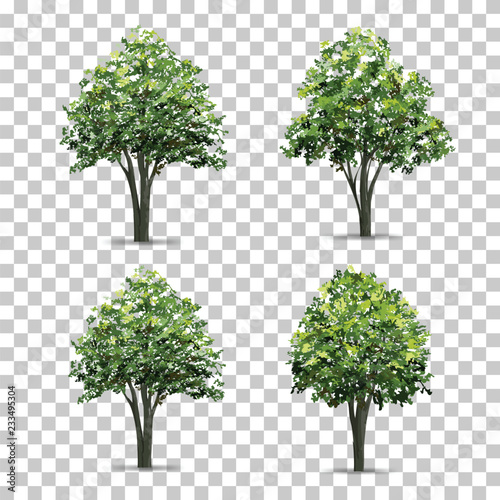 Collection of Tree isolated on transparent background with soft shadow. Vector.