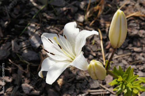 Fototapeta Naklejka Na Ścianę i Meble -  White lilly one blossoming flower