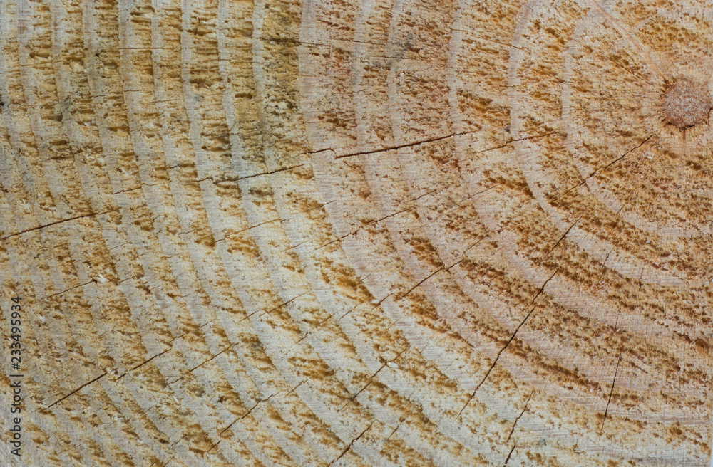 Fototapeta premium Texture and wood patterns